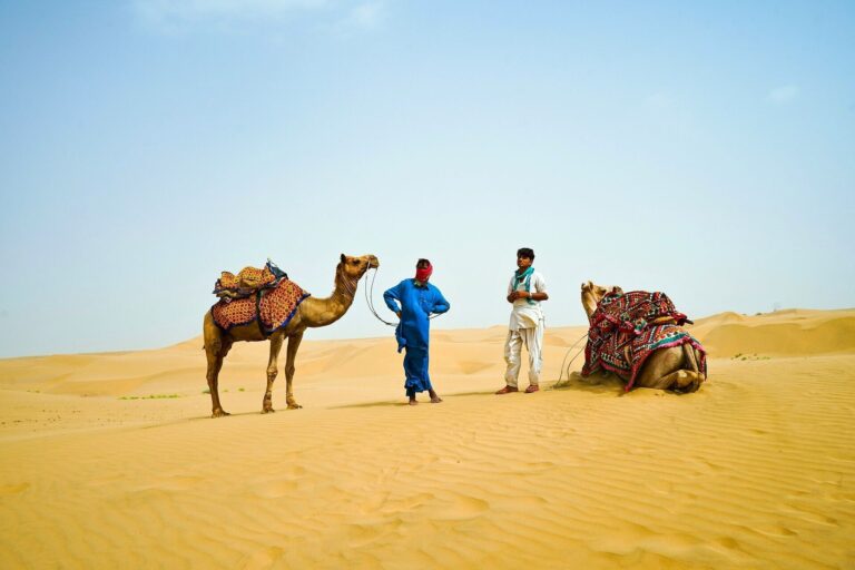 This Image represents Camel