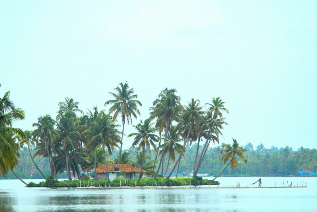this image represents kochi coconut trees