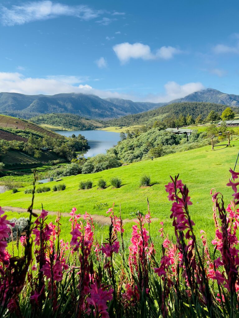 this image represents ooty Medow pink on hill