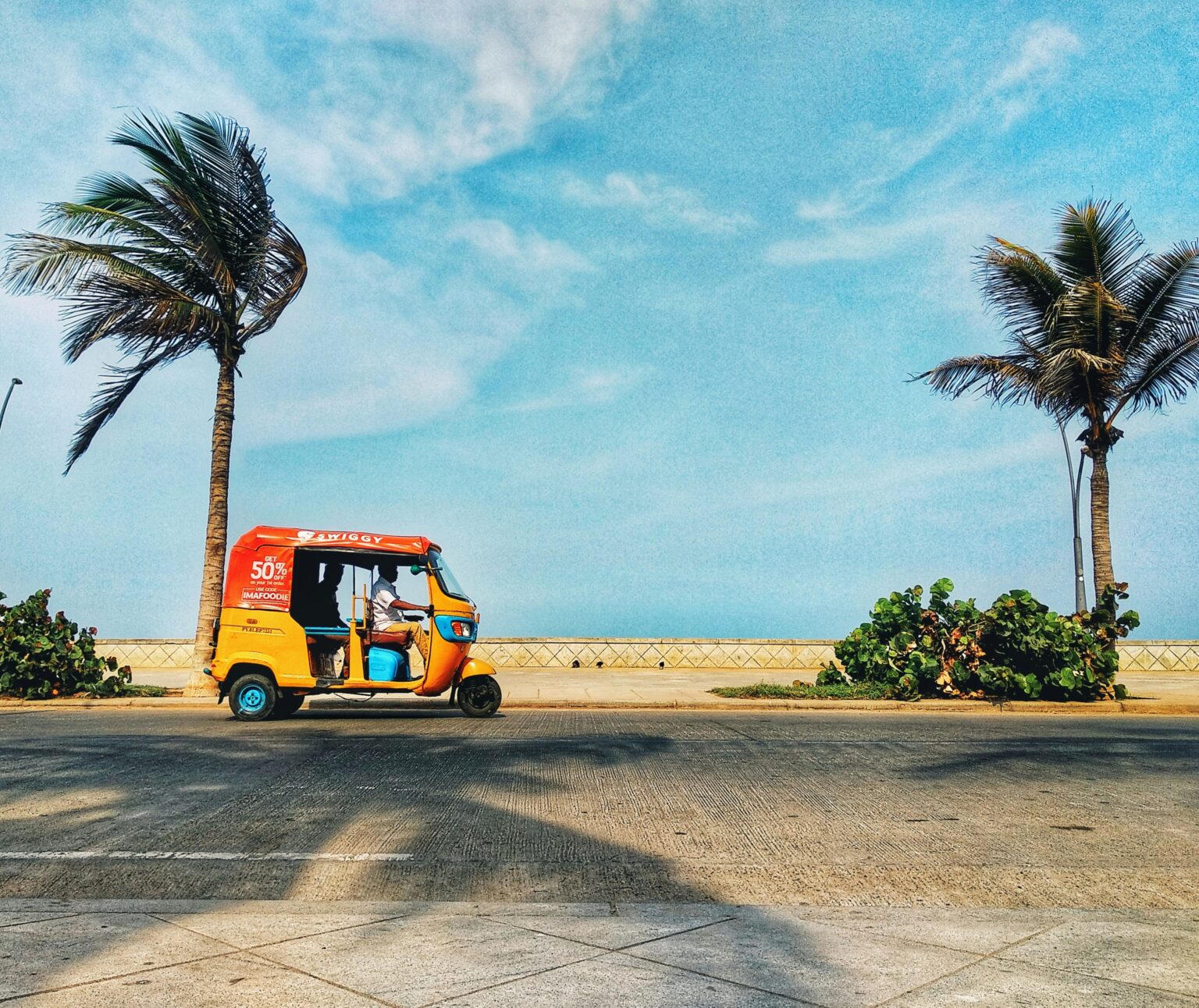 this image represents Pondicherry palm tree